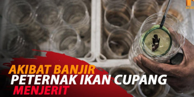 AKIBAT BANJIR PETERNAK IKAN CUPANG MENJERIT