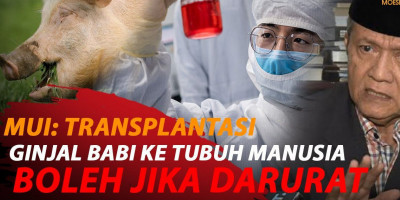 MUI HALALKAN TRANSPLANTASI GINJAL BABI KE TUBUH MANUSIA